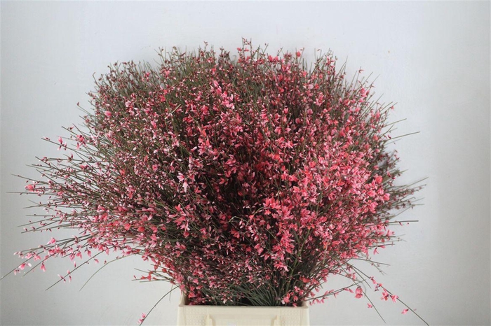 <h4>Ginster 400gr Red P Bunch</h4>