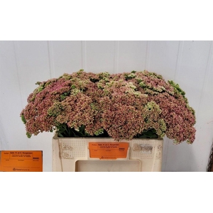 Sedum Spectabile