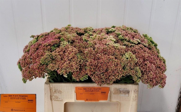 <h4>Sedum Spectabile</h4>