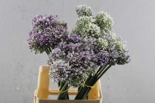 <h4>Allium Ampeloprasum L 70</h4>