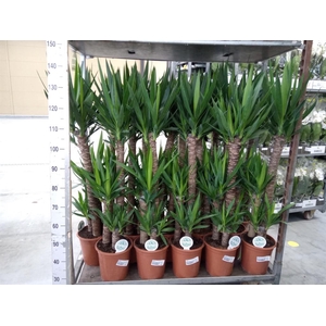 Yucca   ...