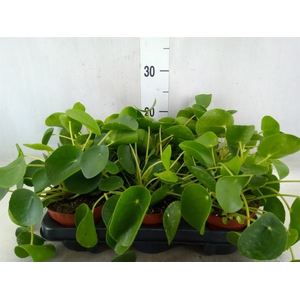 Pilea peperomoides