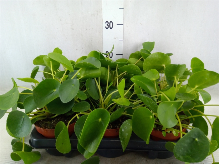<h4>Pilea peperomoides</h4>