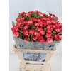 Dianthus Sp Symply Sun