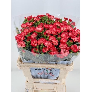 Dianthus Sp Symply Sun