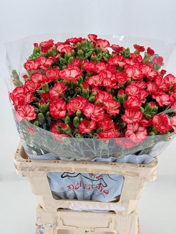 Dianthus Sp Symply Sun