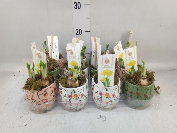 <h4>Arr. Narcissus Tete Tete H%</h4>