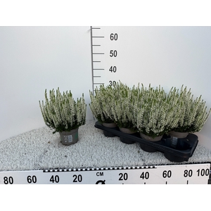 CALLU BL VERENKA