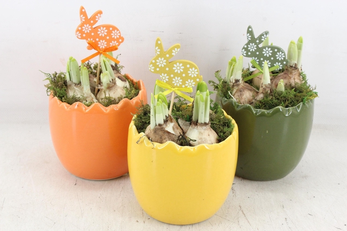 <h4>arr4 Narcis RN - Multicolour eggs x8</h4>