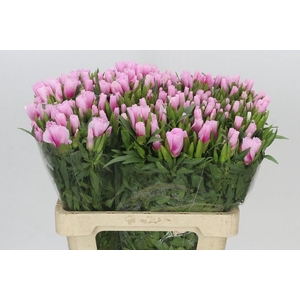 Clarkia Pink