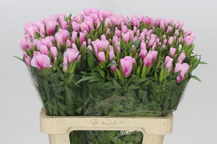<h4>Clarkia Pink</h4>