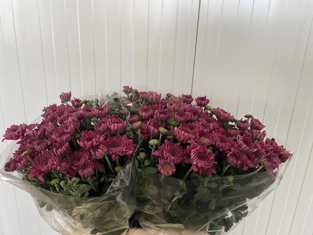 <h4>CHR T GOMPIE PURPER</h4>