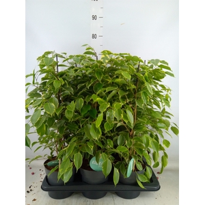 Ficus benja. 'Golden King'
