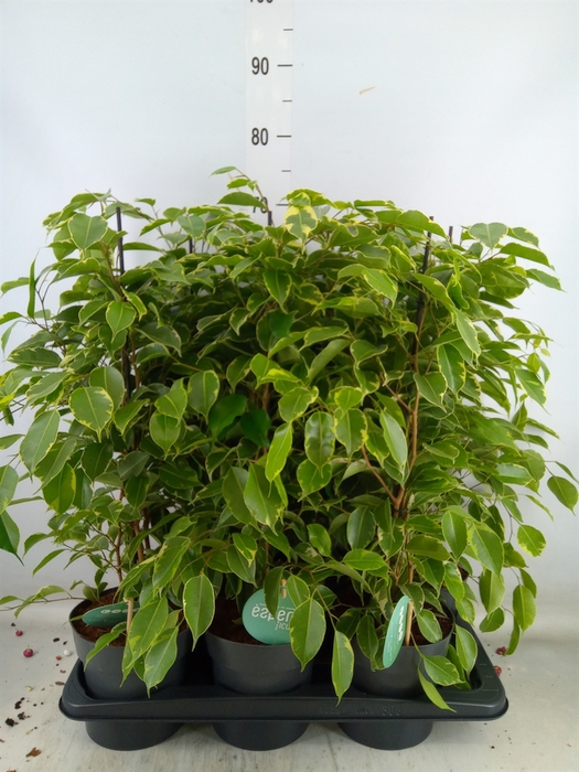 <h4>Ficus benja. 'Golden King'</h4>