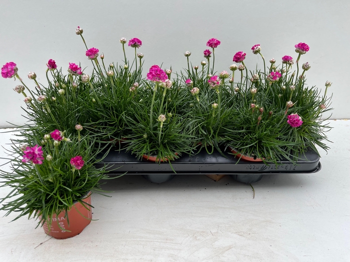 <h4>ARME MAR ROSEA</h4>