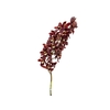 CYMBIDIUM HT MIN 5 FLS CHOCOLATE