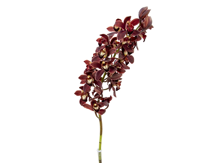 CYMBIDIUM HT MIN 5 FLS CHOCOLATE