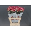 Dianthus St Supersic