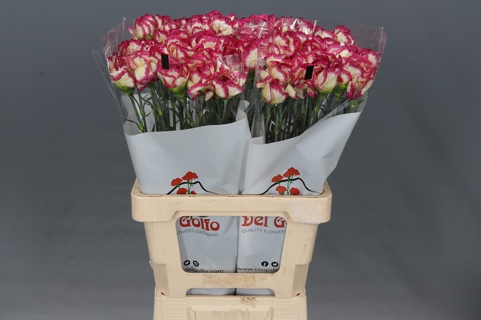 Dianthus St Supersic