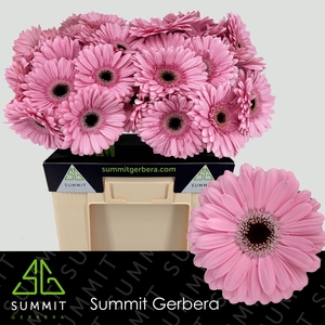Gerbera Alison Water