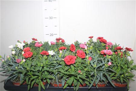 <h4>Dian Osc Gem</h4>