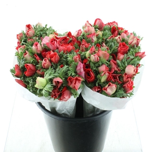 Anem Mistral Red Super