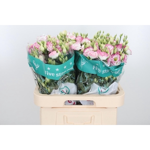 Eus G Croma Brid Kis