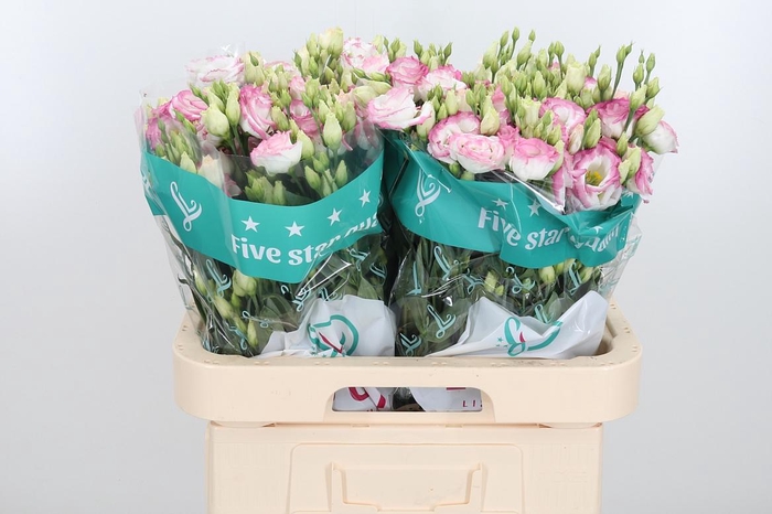 <h4>Eus G Croma Brid Kis</h4>