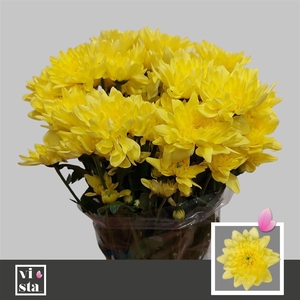 Chr T Pina Colada Yellow