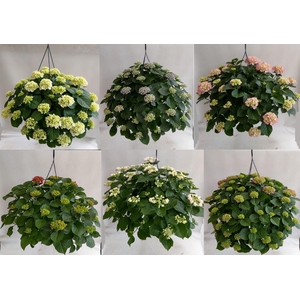 Hydrangea overig