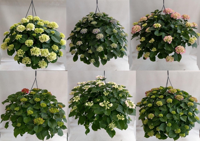 <h4>Hydrangea overig</h4>