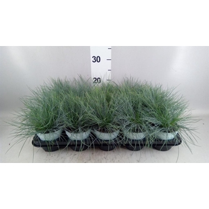 Festuca glauca 'Compacta Blue'
