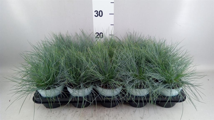 <h4>Festuca glauca 'Compacta Blue'</h4>