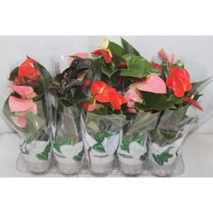 ANTHURIUM VARIADO P12