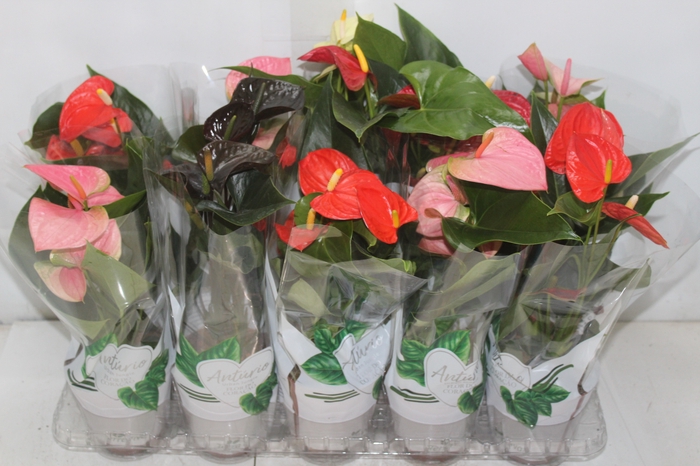<h4>ANTHURIUM VARIADO P12</h4>
