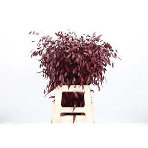 Chasmantium Kl Bh Bordeaux