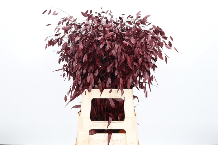 <h4>Chasmantium Kl Bh Bordeaux</h4>