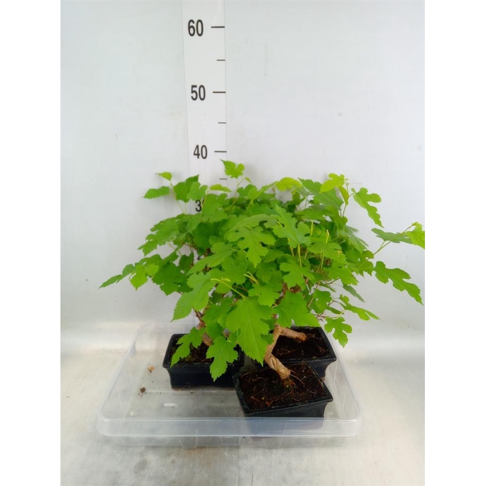 <h4>Bonsai   ...</h4>