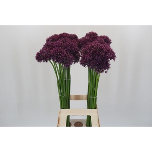 Allium  'Firmament'