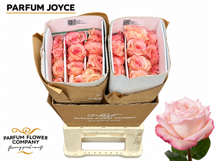 <h4>Rosa Parfum Joyce</h4>