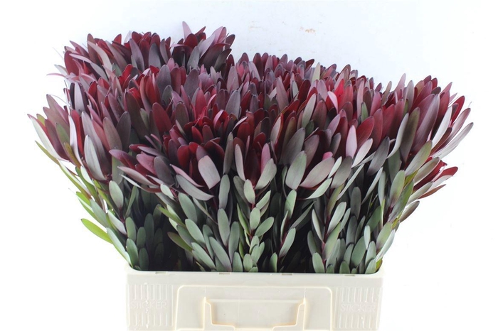 <h4>LEUCAD SAF SUNSET</h4>