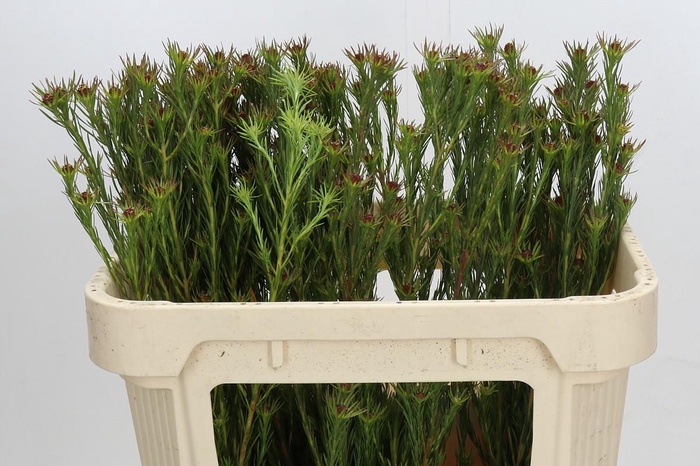 <h4>Kaaps Groen Jubilee Crown Spray</h4>