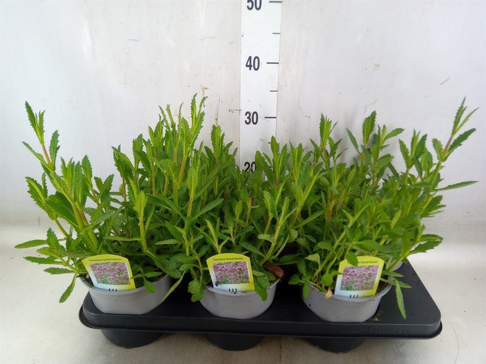 <h4>Verbena bonariensis</h4>