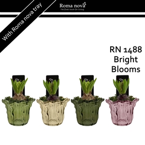 1488 - Bright Blooms (Hyacint 6cm)
