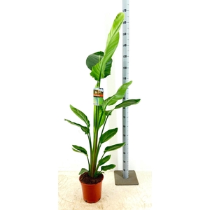 STRELITZIA NICOLAI