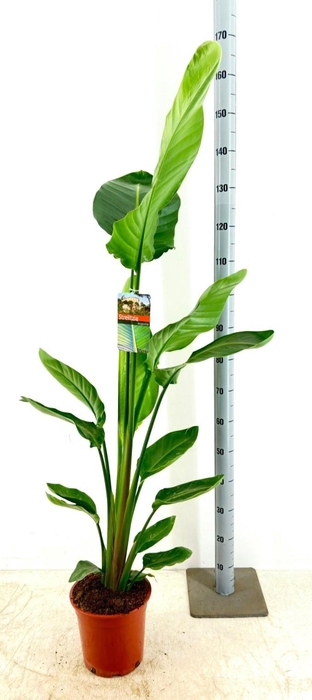 <h4>STRELITZIA NICOLAI</h4>