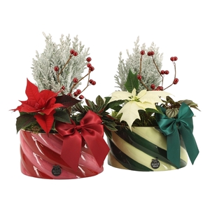 Arrangementen kamerplanten H%