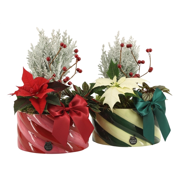 <h4>Arrangementen kamerplanten H%</h4>