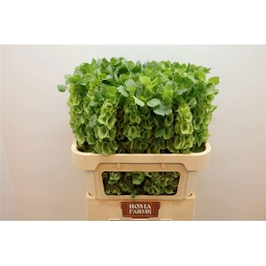 MOLUCCELLA STUK