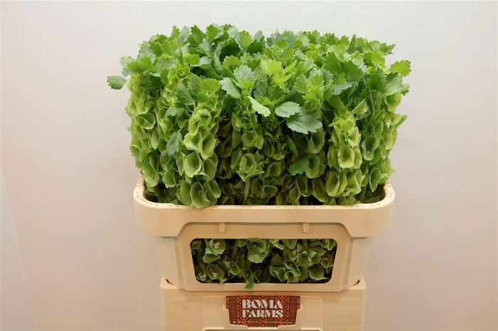 <h4>MOLUCCELLA STUK</h4>